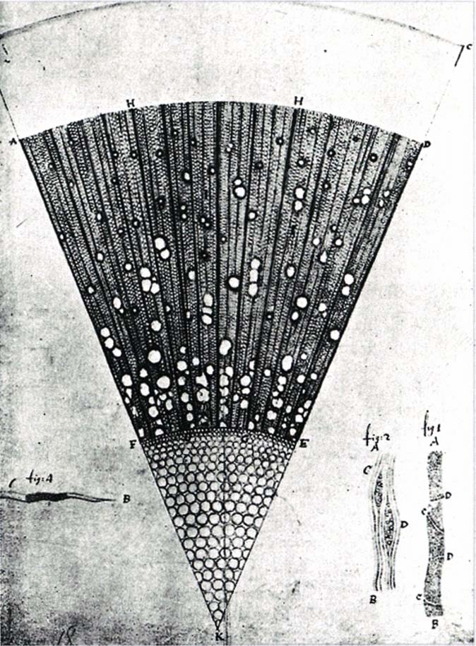 トネリコ属の木質部 1676年